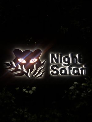 Night Safari by null