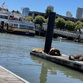 Bay Voyager - Sea lions by the dock - Tours Near Me - San Francisco, California