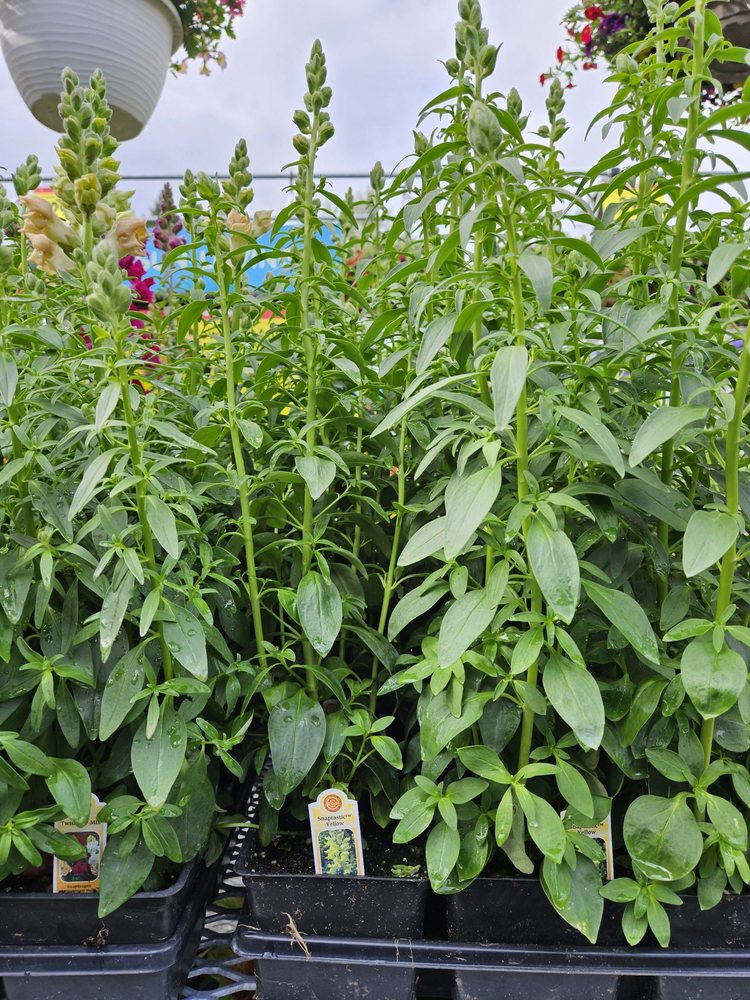 FRED MEYER Updated September 2024 17404 Meridian Ave E, Puyallup