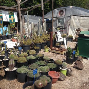 The Cactus King - More Specs - Nurseries & Gardening Near Me - Houston, Texas