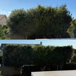 Before and After (Tree trimming) Before and After (Tree trimming)