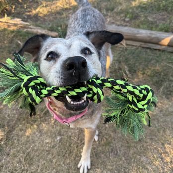 Central Texas SPCA - Sweet senior girl Montana - Animal Shelters Near Me - Leander, Texas