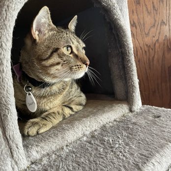 Pounce Cat Cafe - Pet Adoption Near Me - Charleston, South Carolina