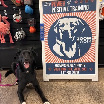 Zoom Room Dog Training - Pet Training Near Me - Westerville, Ohio Zoom Room Dog Training - Pet Training Near Me - Westerville, Ohio