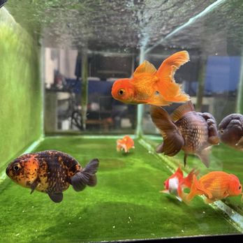 Full House Goldfish - Aquariums Near Me - San Jose, California Full House Goldfish - Aquariums Near Me - San Jose, California