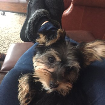 Critter Cleaner - Pet Groomers Near Me - Parker, Colorado Critter Cleaner - Pet Groomers Near Me - Parker, Colorado