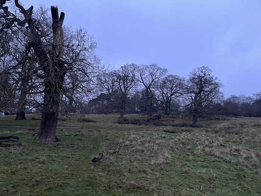 Richmond Park by null