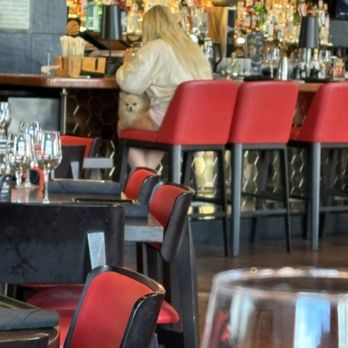 P.F. Chang's - Dog at bar - Chinese Near Me - Scottsdale, Arizona