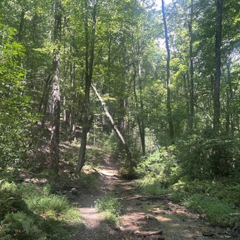 Fairy Stone State Park - Trees doing tree things - Hiking Near Me - Stuart, Virginia Fairy Stone State Park - Trees doing tree things - Hiking Near Me - Stuart, Virginia