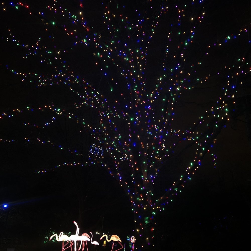 ZooLights - Zoos Near Me - Washington, DC, District of Columbia