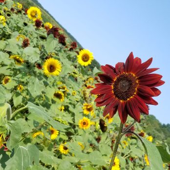 Lyman Orchards - Fruits & Veggies Near Me - Middlefield, Connecticut