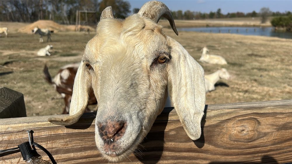 Wild Georgia Safari Park