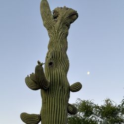 Crowned saguaro