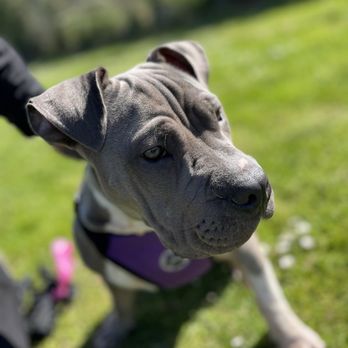 Golden Gate Good Boys - Puppy training with Venus - Dog Walkers Near Me Golden Gate Good Boys - Puppy training with Venus - Dog Walkers Near Me