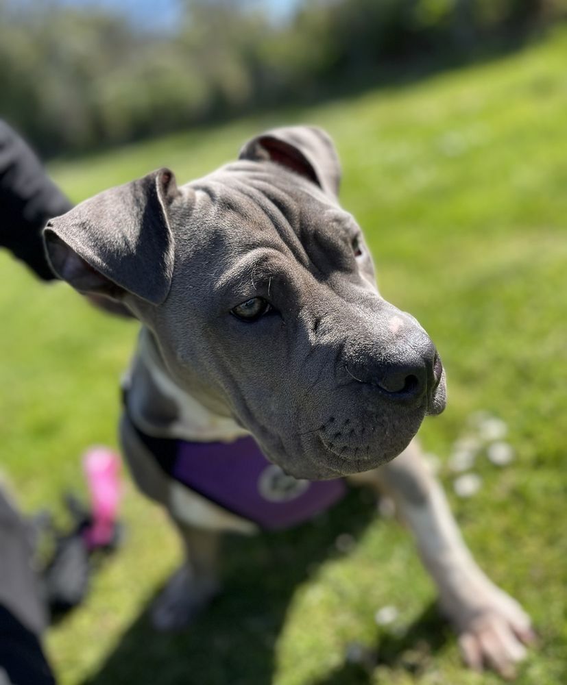 Golden Gate Good Boys - pet boarding facility in San Francisco, CA