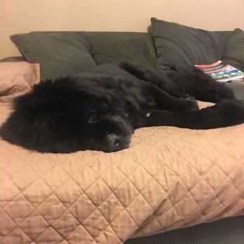 castle creek pet spa