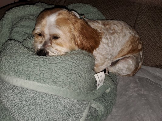 hornings farm puppies for sale