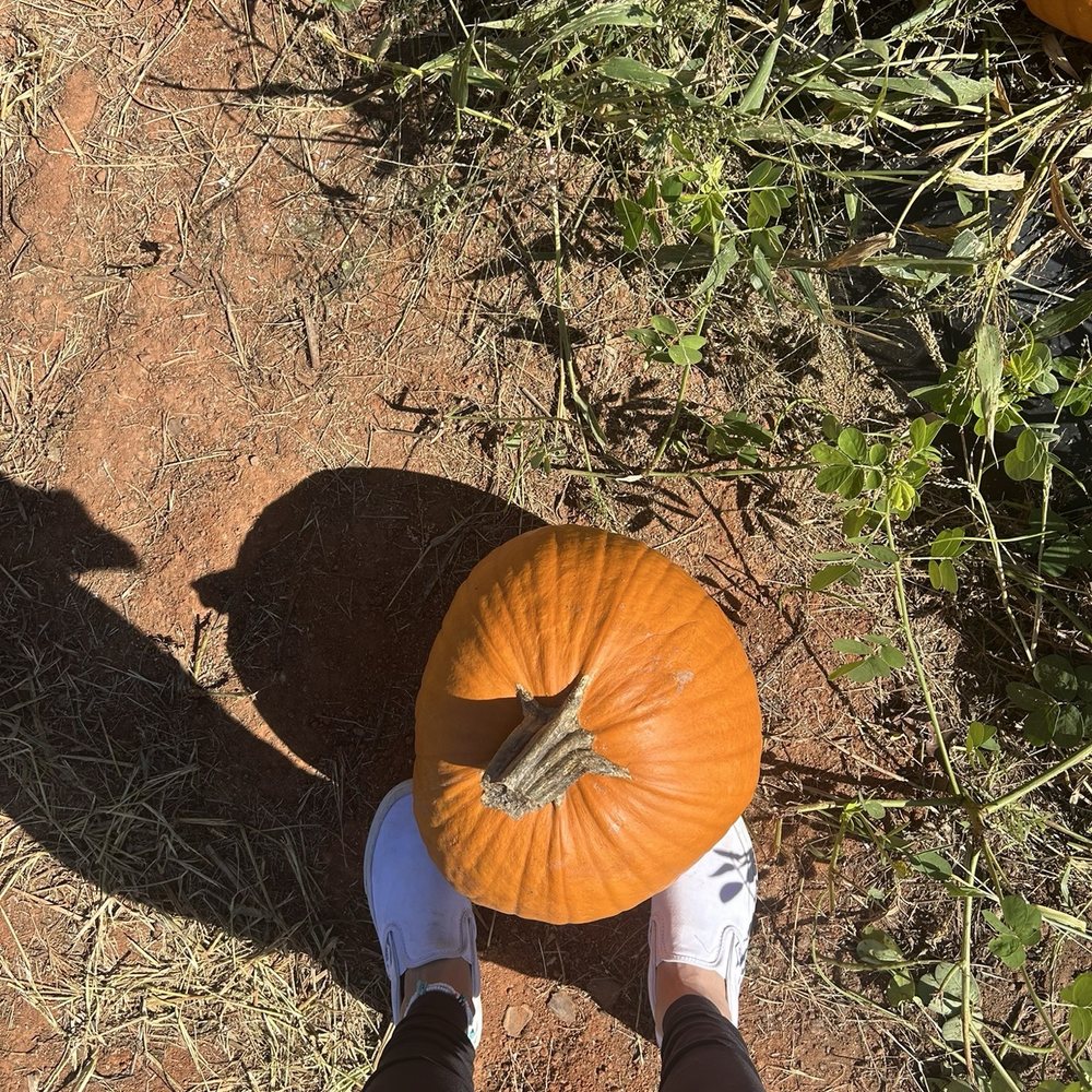Hall Family Farm - pumpkin - Pumpkin Patches Near Me - Lancaster, South Carolina Hall Family Farm - pumpkin - Pumpkin Patches Near Me - Lancaster, South Carolina