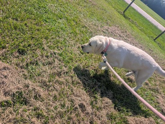 Barking Life Pet Concierge