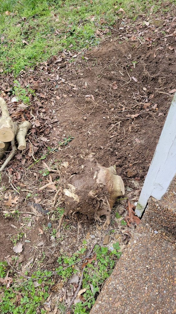 Cedillo Tree Service - tree service in Nashville, TN