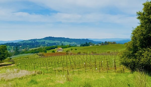North Sonoma Mountain Regional Park by null