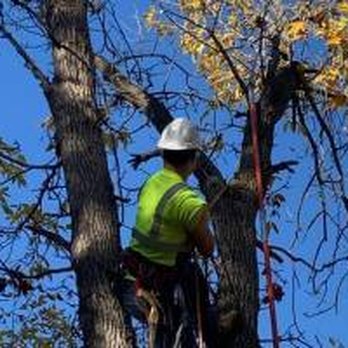 Central MN Tree Service - Tree Services Near Me Central MN Tree Service - Tree Services Near Me