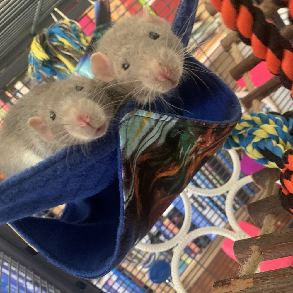 Squeakin Pups Rattery - Pet Breeders Near Me - El Cajon, California Squeakin Pups Rattery - Pet Breeders Near Me - El Cajon, California