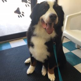 My Bernese Mountain Dog after his grooming at Furry Tails. They do fantastic work. You will not be disappointed. My Bernese Mountain Dog after his grooming at Furry Tails. They do fantastic work. You will not be disappointed.