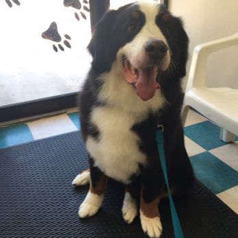 Furry Tails Grooming Salon - My Bernese Mountain Dog after his grooming at Furry Tails. They do fantastic work. You will not be disappointed. - Pet Groomers Near Me - Champlin, Minnesota Furry Tails Grooming Salon - My Bernese Mountain Dog after his grooming at Furry Tails. They do fantastic work. You will not be disappointed. - Pet Groomers Near Me - Champlin, Minnesota