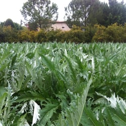 Finca Santiago - Verduras frescas recién recolectadas