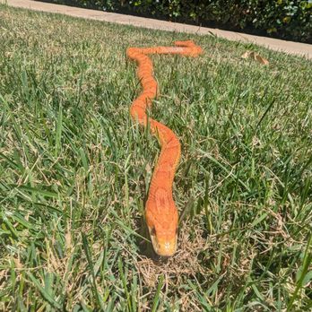 Painted Reptile - Healthy and thriving with her rehoming help - Reptile Shops Near Me - Tarzana, California