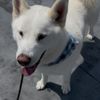 Saddleback Animal Hospital gift card