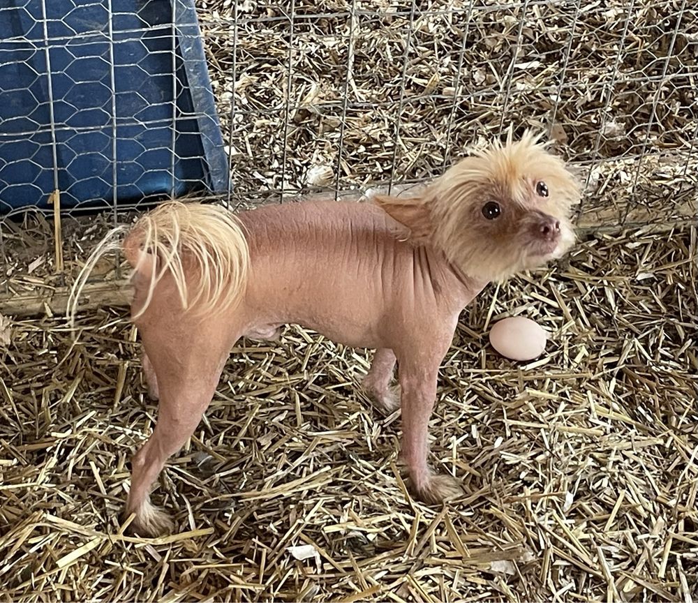 Asam Acres - equestrian in Tecumseh, MI