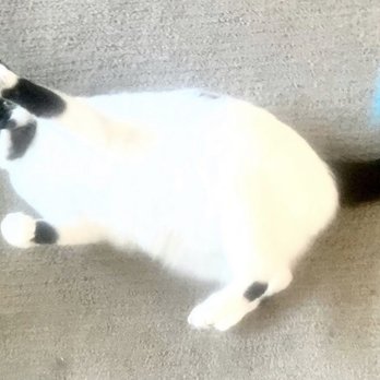 Precious Fur - Cuddles playtime with Julee - photo sent during her visit. - Pet Sitting Near Me Precious Fur - Cuddles playtime with Julee - photo sent during her visit. - Pet Sitting Near Me