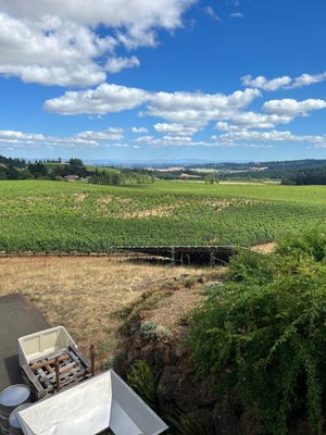 Bethel Heights Vineyard by null