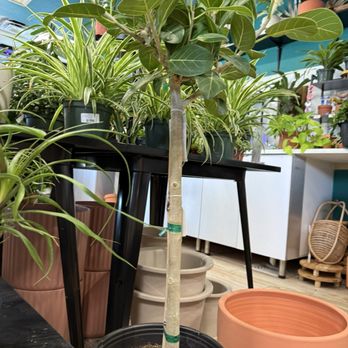 Fancy Plants - Cute tree - Nurseries & Gardening Near Me - Wylie, Texas Fancy Plants - Cute tree - Nurseries & Gardening Near Me - Wylie, Texas