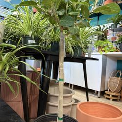 Fancy Plants - Cute tree