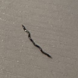 Steel shrapnel from the dish