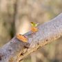 Photo of Wild Birds Unlimited