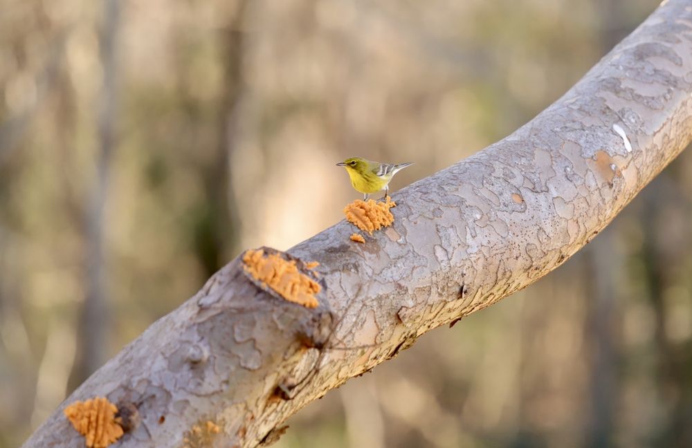 Wild Birds Unlimited Image