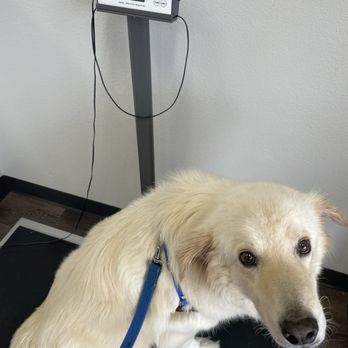 CityVet - Windhaven - Scale for animals in the lobby - Veterinarians Near Me - Plano, Texas CityVet - Windhaven - Scale for animals in the lobby - Veterinarians Near Me - Plano, Texas