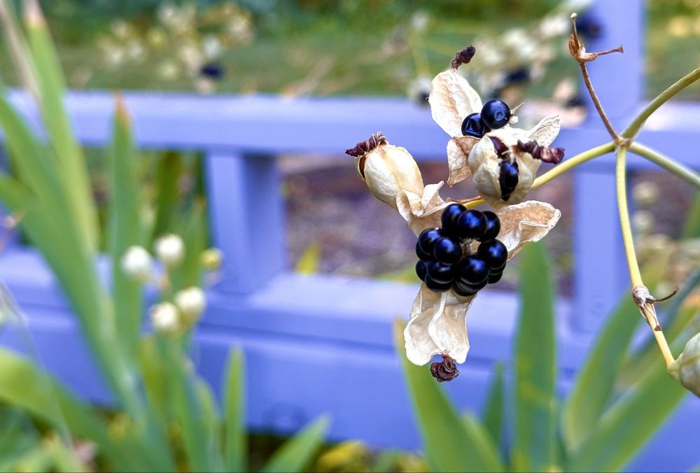 Inniswood Metro Garden