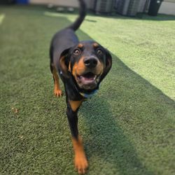Happie Hounds