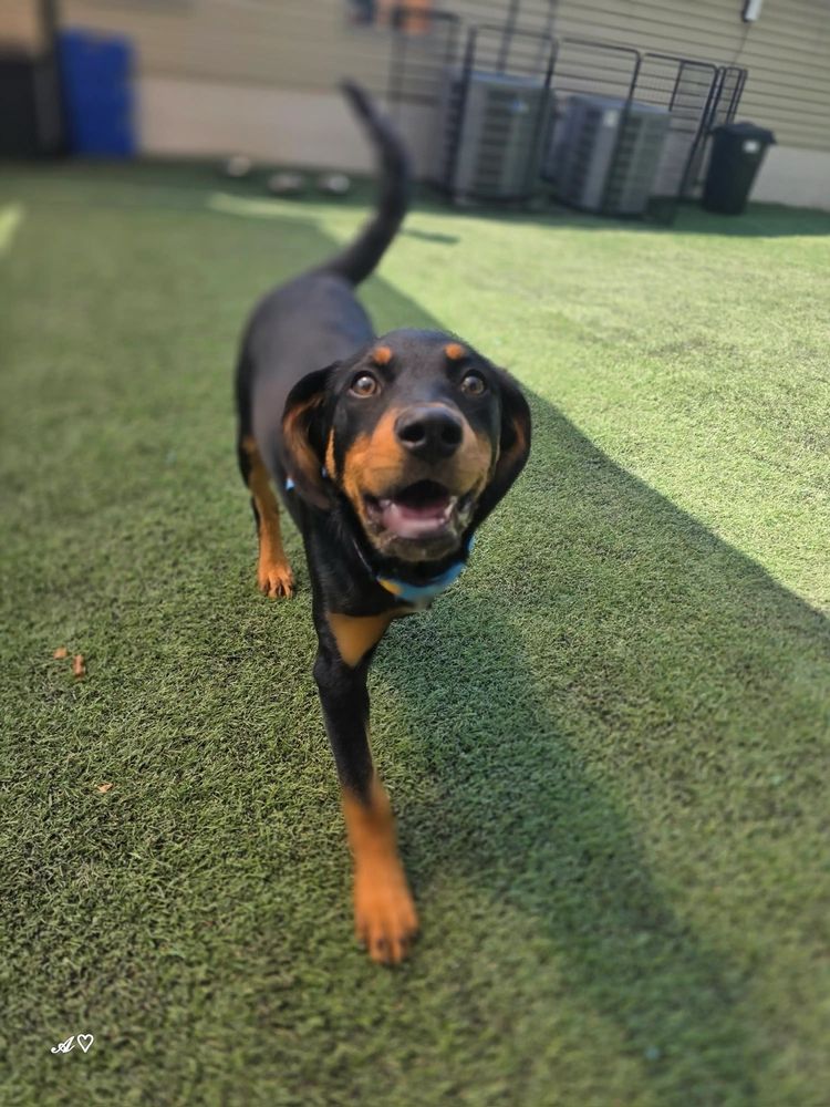Happie Hounds - pet boarding facility in Mt. Juliet, TN