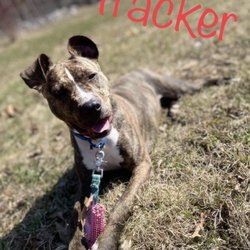 The Lucky Puppy Rescue