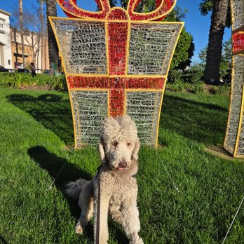 Good Dog Ink9 - Pet Training Near Me Good Dog Ink9 - Pet Training Near Me