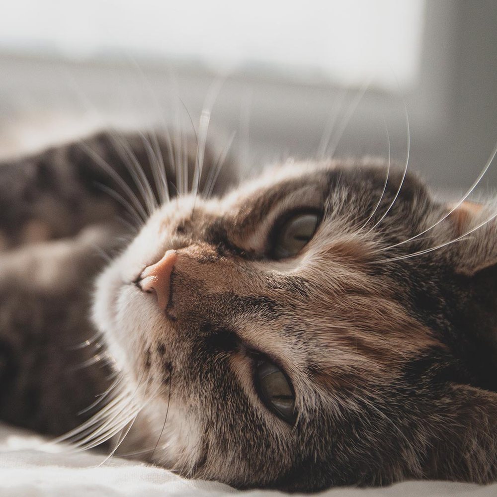 Where Get Persian Cat Groomed Bellingham Wa: Top Expert Tips