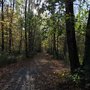 Photo of La Forêt de Bouconne