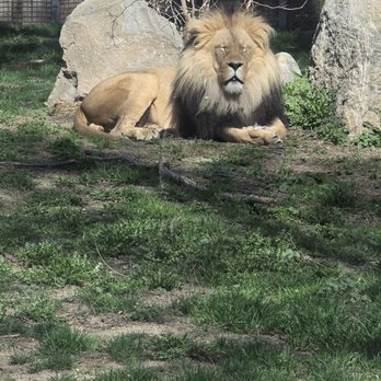 Zoo Boise - Lion - Zoos Near Me - Boise, Idaho Zoo Boise - Lion - Zoos Near Me - Boise, Idaho