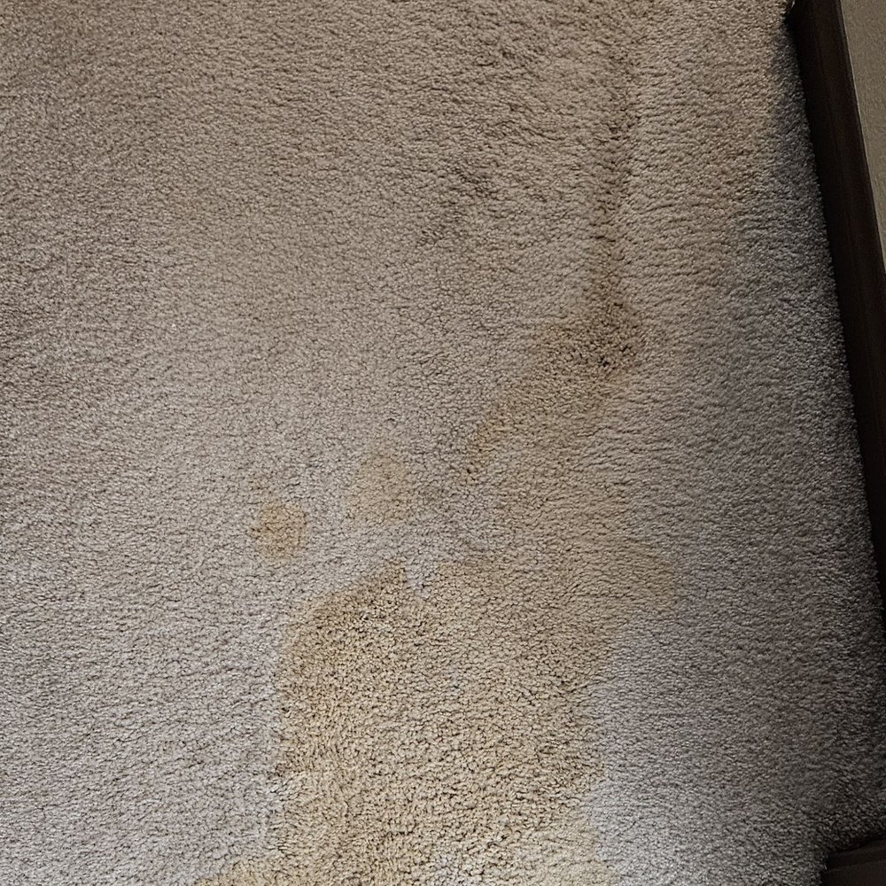 Quick Dry Carpet Cleaning - Before picture - Carpet Cleaning Near Me Quick Dry Carpet Cleaning - Before picture - Carpet Cleaning Near Me